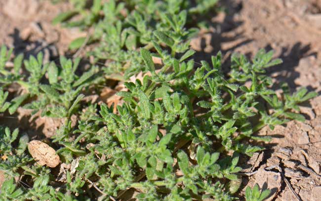 Herniaria hirsuta, Hairy Rupturewort, Southwest Desert Flora